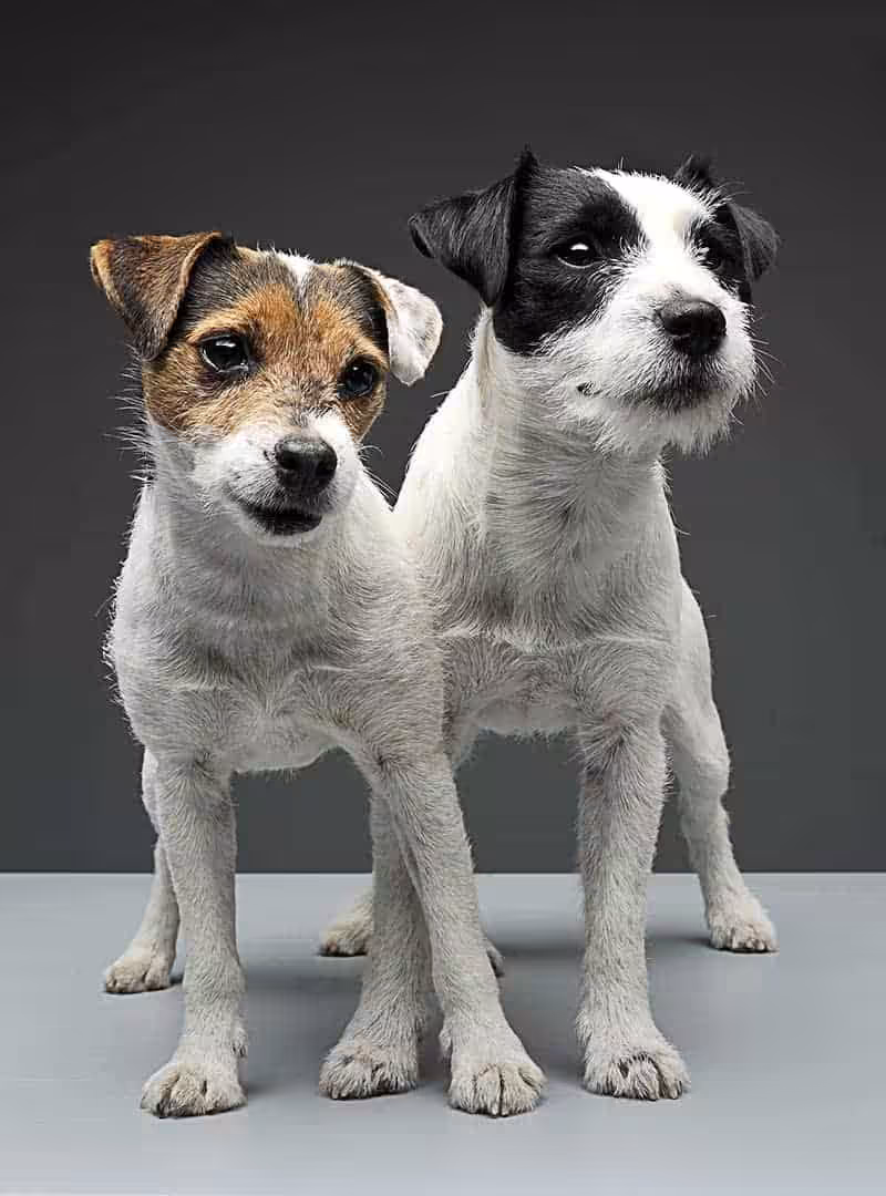Parson russell terrier: charakter, pielęgnacja i najczęstsze choroby - Co w Sierści Piszczy Parson russell terrier charakter