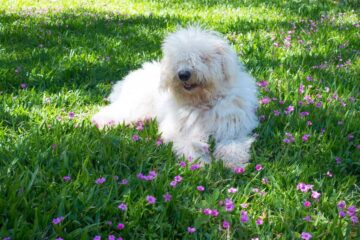 Komondor