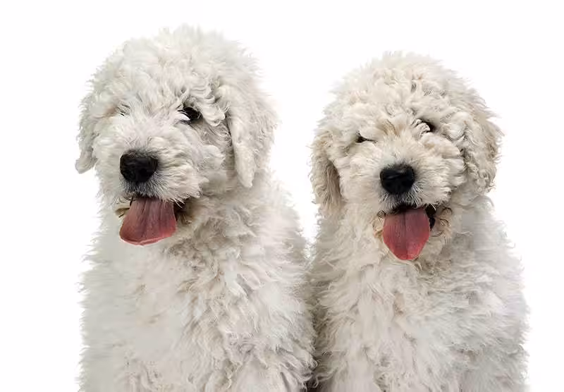 Komondor pies