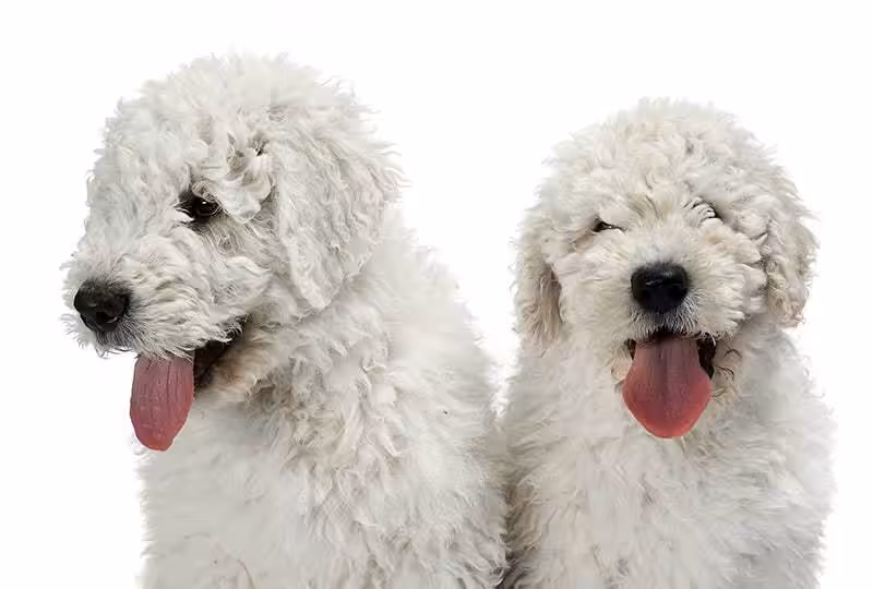 Komondor szczeniaki