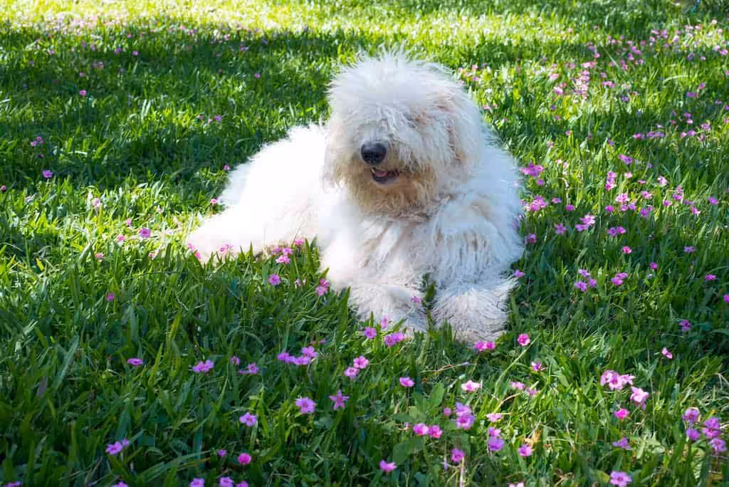 Komondor