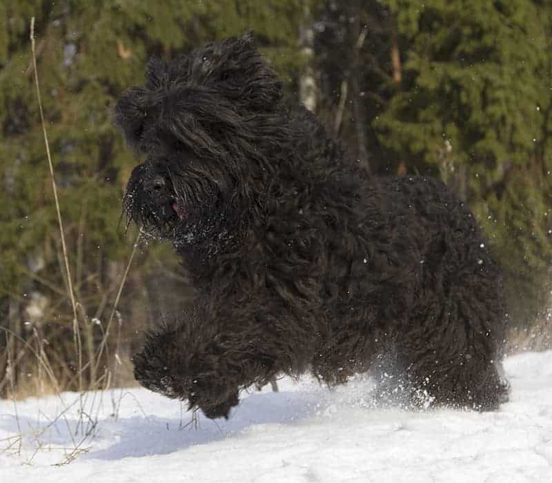 Dla kogo czarny terier rosyjski będzie idealnym psem?