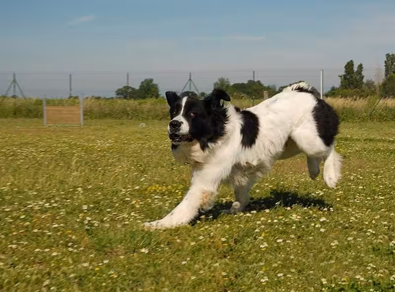 Landseer charakter