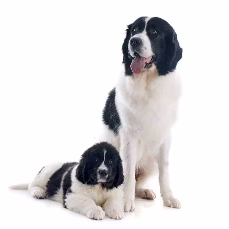 Landseer opis rasy