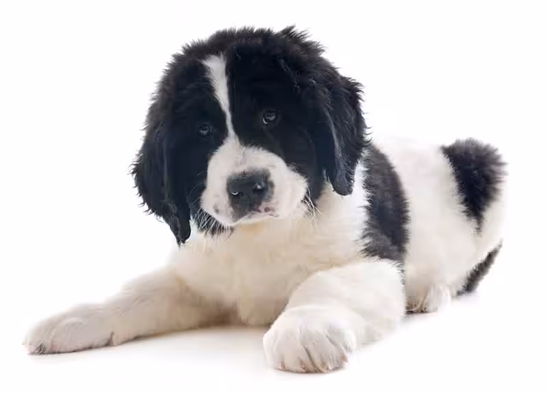 Landseer umaszczenie