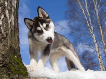 Alaskan Klee Kai