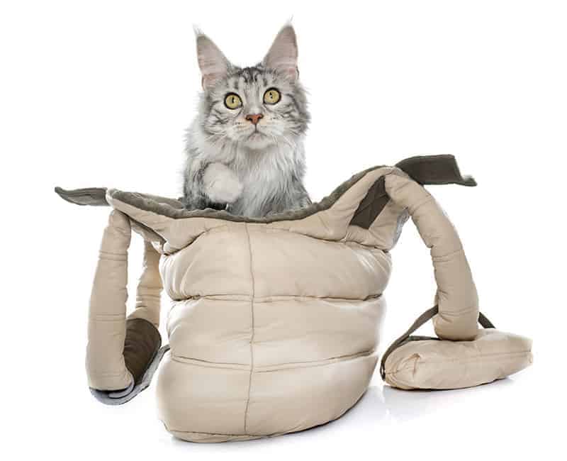 Transporter dla kota torba