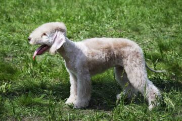 Bedlington terrier