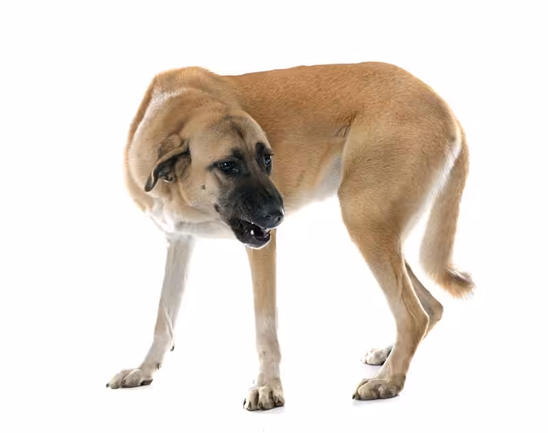 Kangal najczęstsze choroby