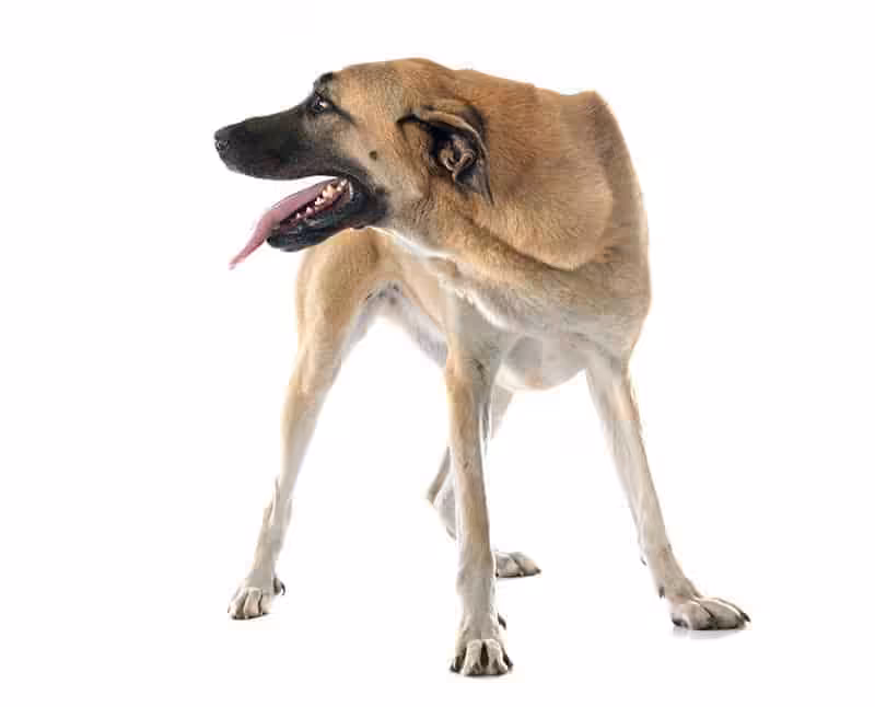 Kangal wygląd