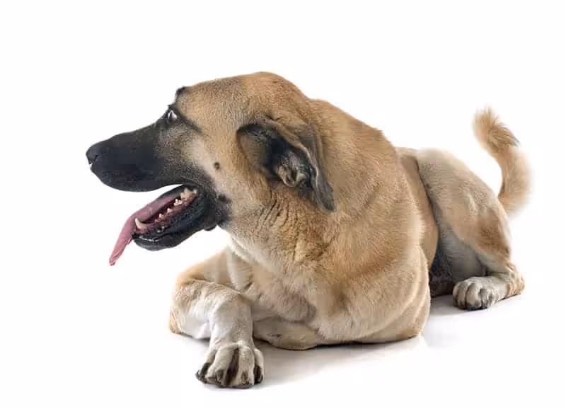 Kangal pielęgnacja