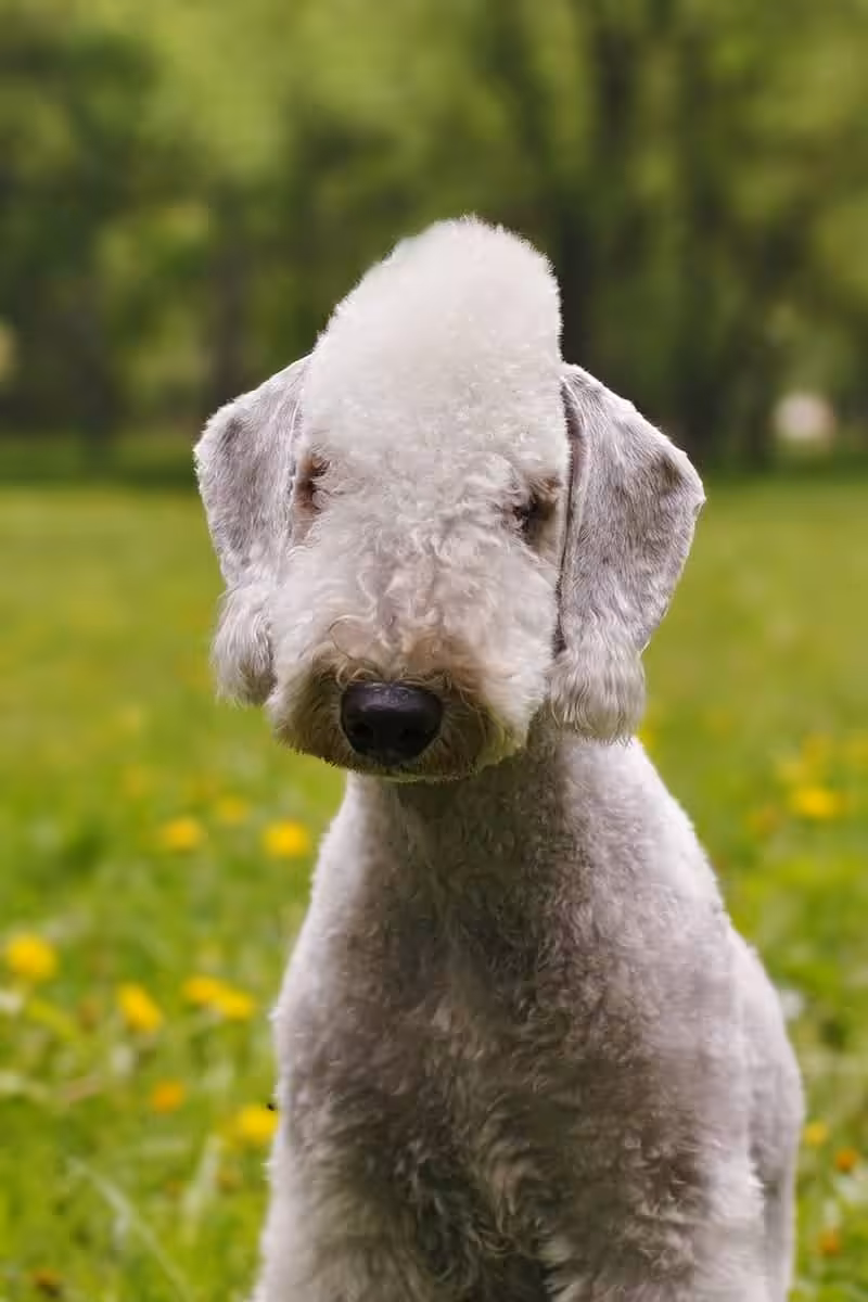 Bedlington terrier charakter