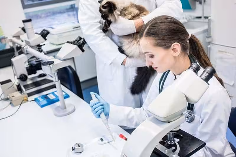 Diagnostyka nieswoistego zapalenia jelit