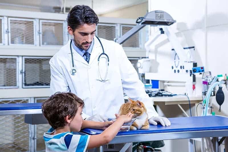Leczenie IBD u kota