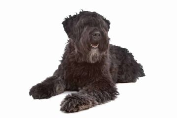 Bouvier des flandres