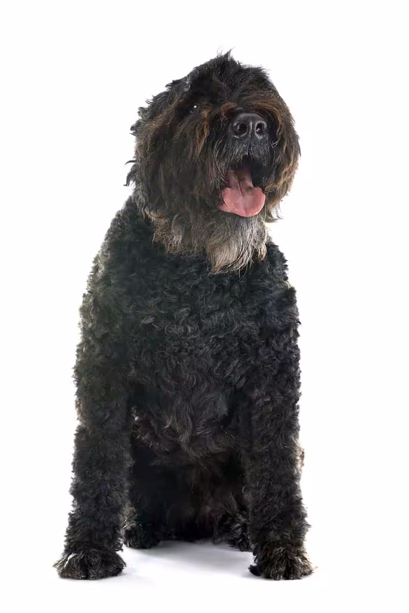 Bouvier des flandres charakter