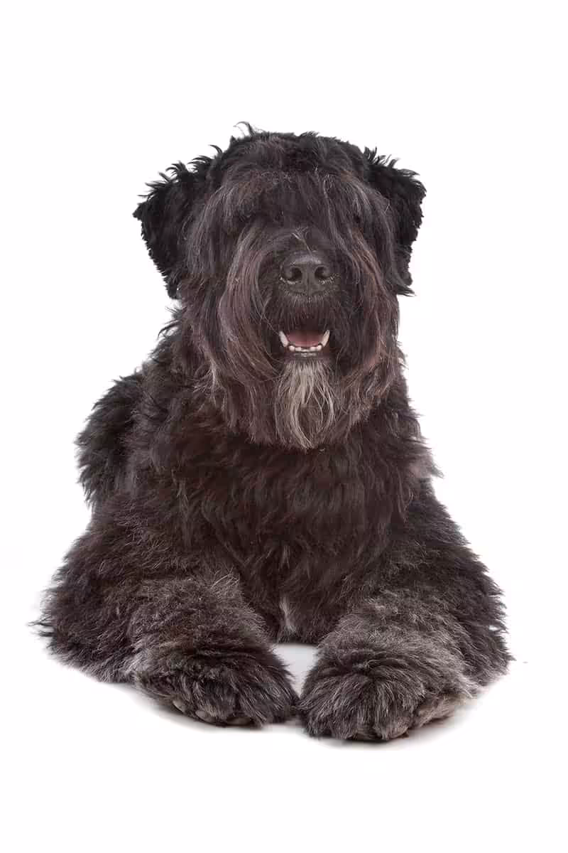 Bouvier des flandres choroby