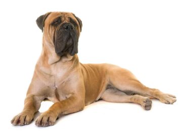 Bullmastiff