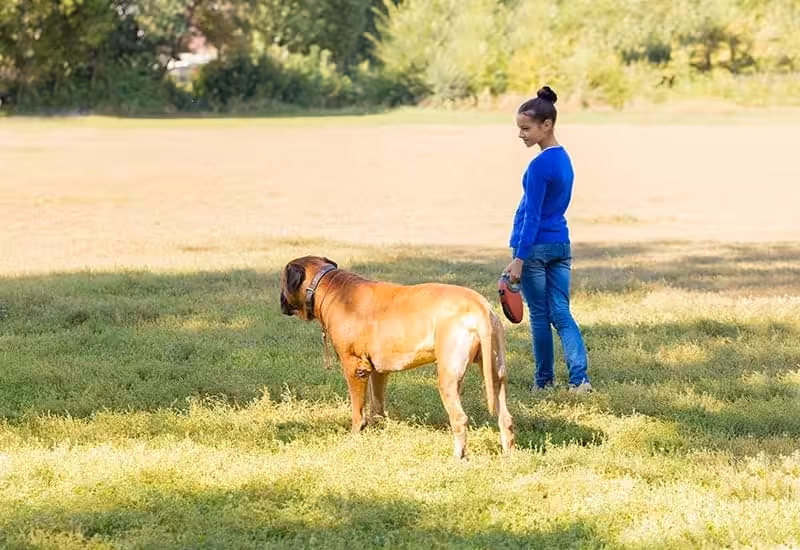Bullmastiff charakter