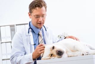 Anemia u psa