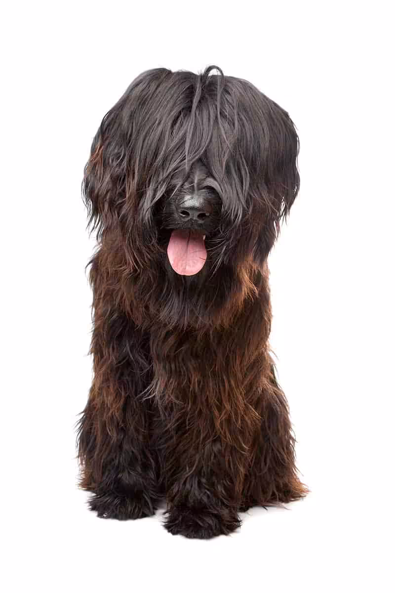 Briard: charakter, pielęgnacja i choroby owczarków francuskich - Co w Sierści Piszczy Briard pielęgnacja