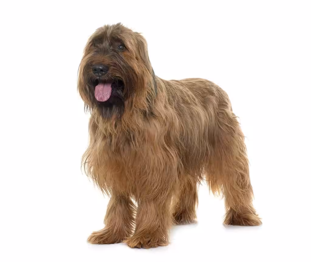 Briard: charakter, pielęgnacja i choroby owczarków francuskich - Co w Sierści Piszczy Briard owczarek francuski