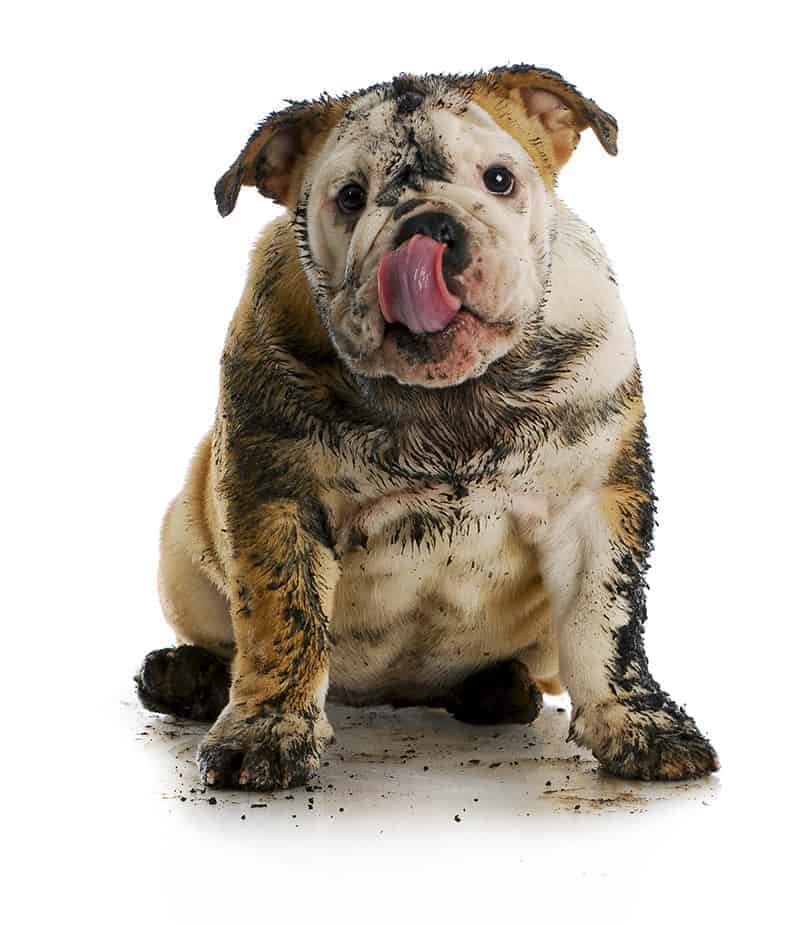 Dlaczego należy kąpać psa?