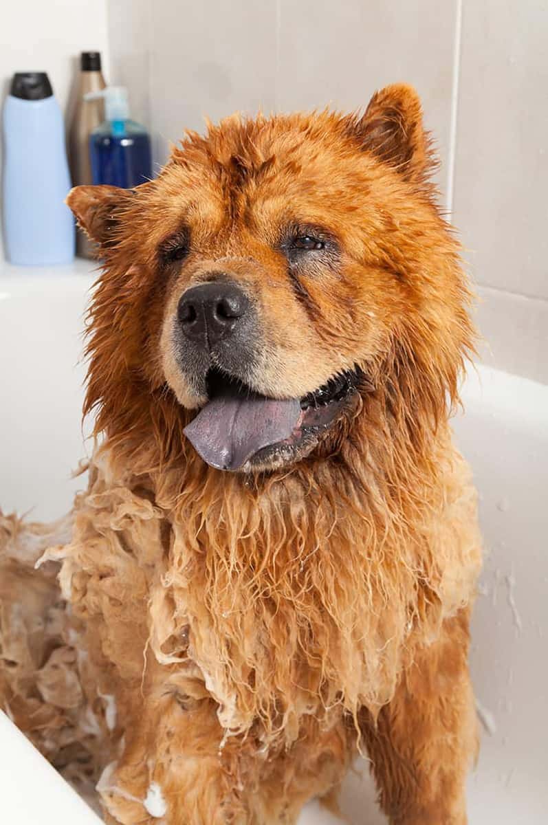 Pies w kąpieli