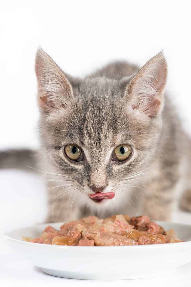 Mokre karmy dla kotów