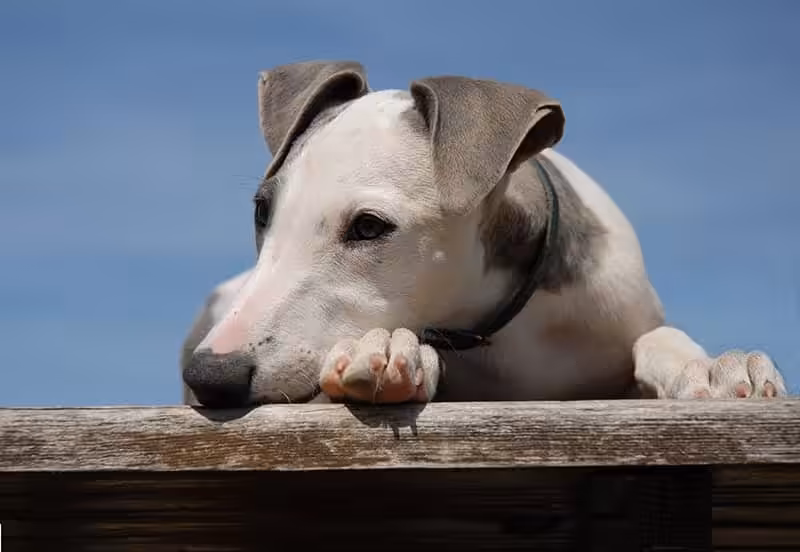 Whippet choroby