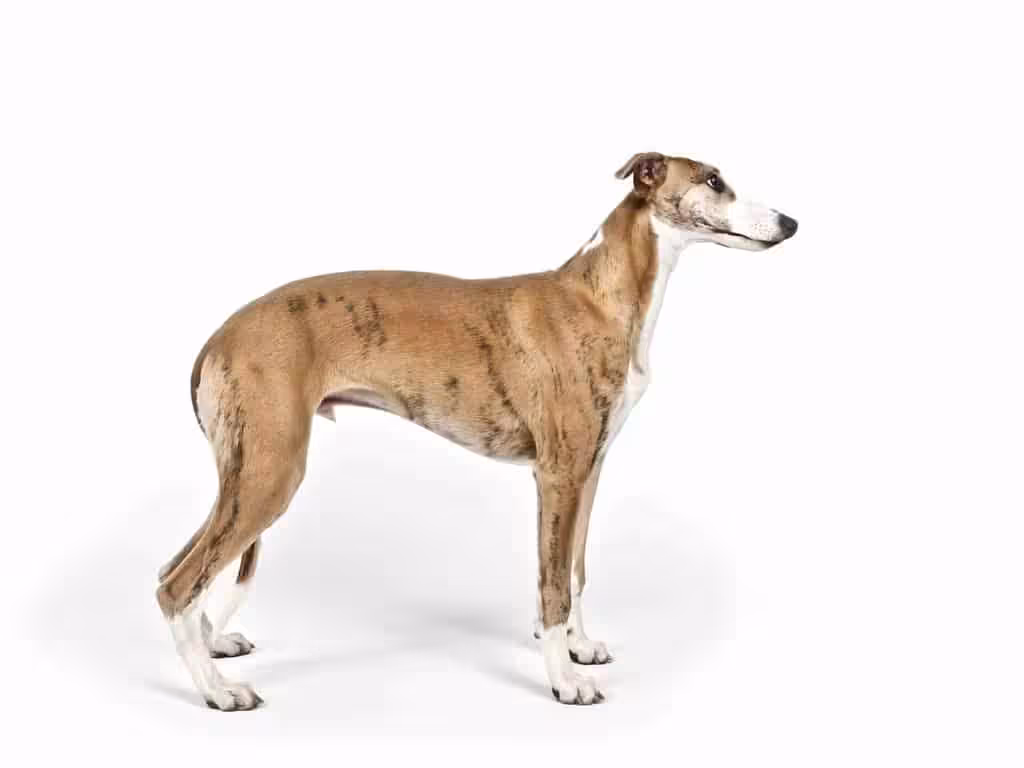 Whippet