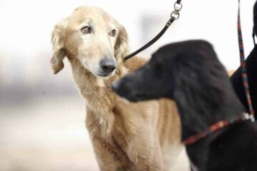 Chart perski saluki