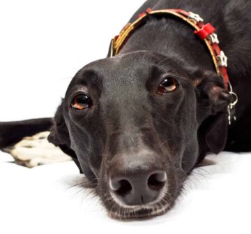 Greyhound