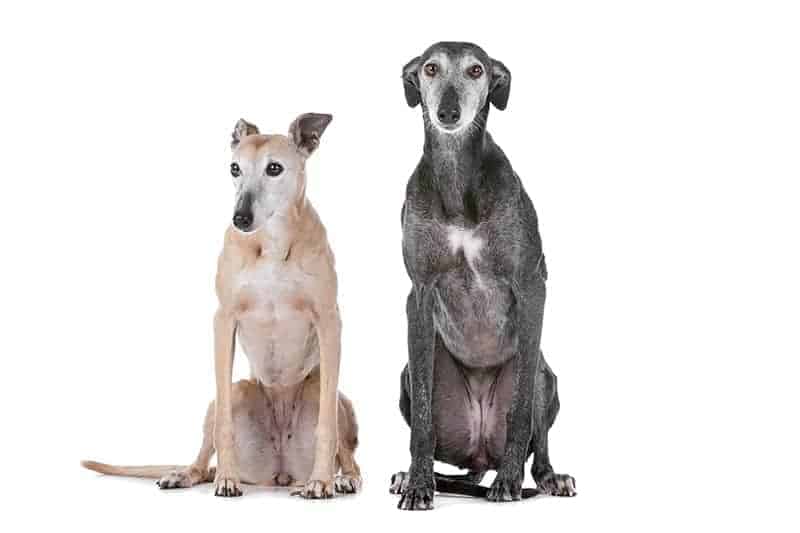 Greyhound charakter