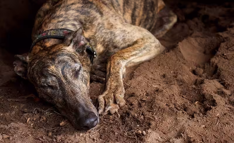 Greyhound choroby