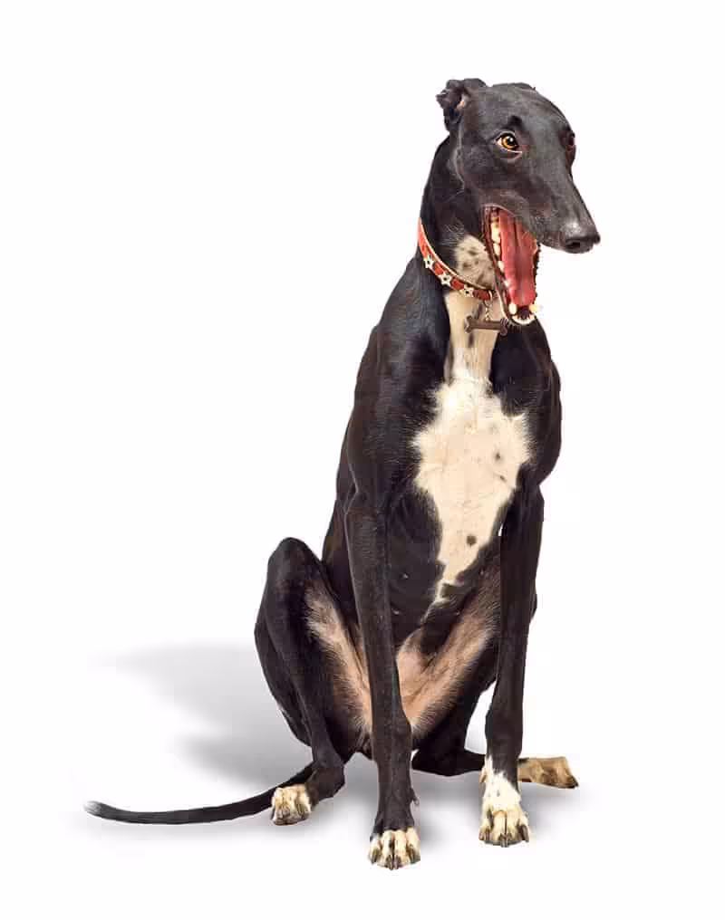 Jak wygląda Greyhound?