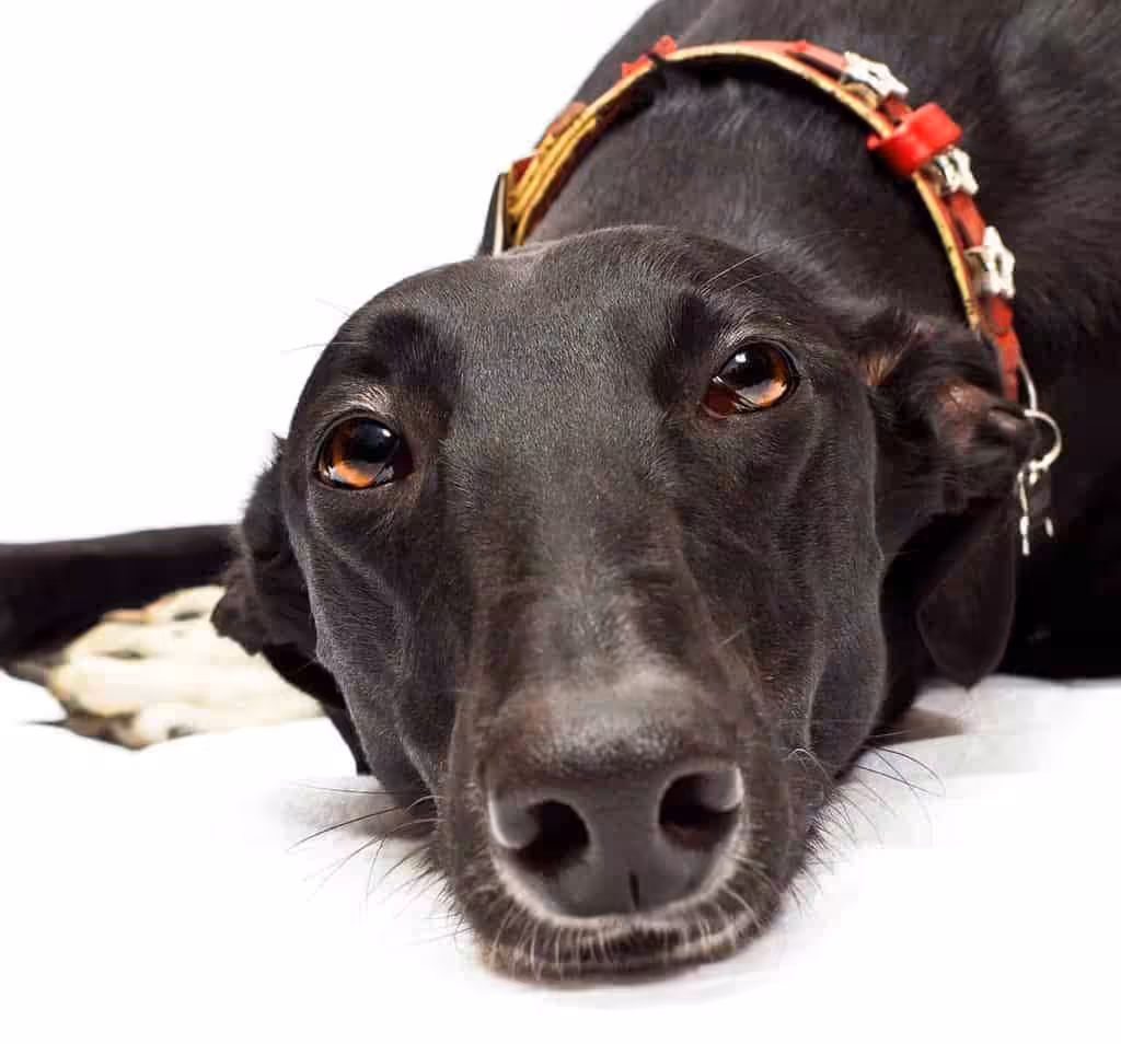 Greyhound