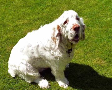 Clumber Spaniel