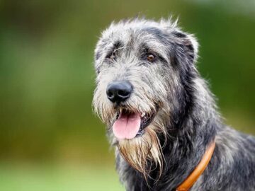 Chart szkocki charakter