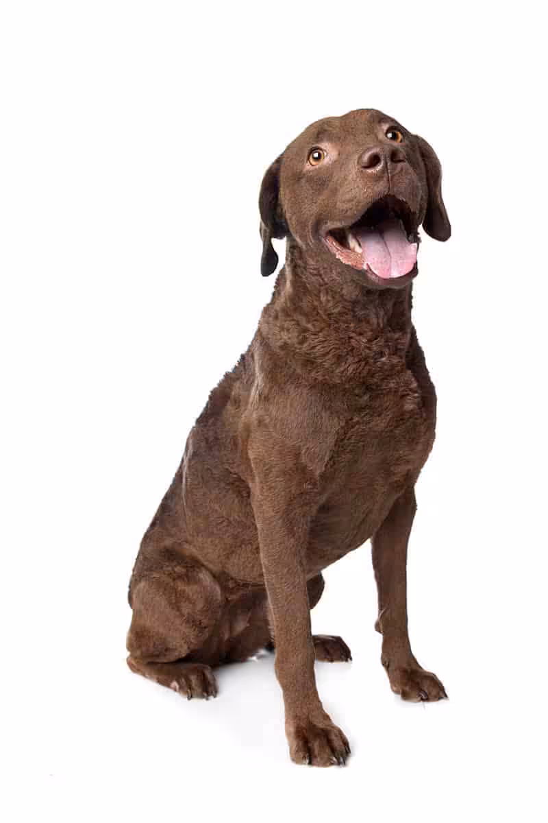 Choroby Chesapeake Bay Retrieverów