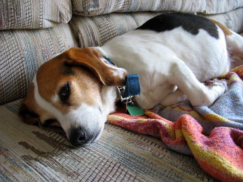 Czy eutanazja psa w domu to dobre rozwiązanie?
