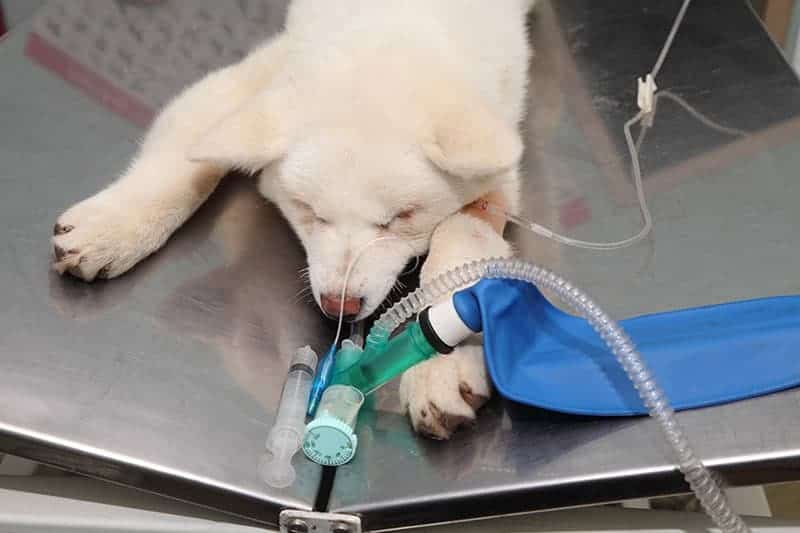 Transfuzja krwi u psa cena