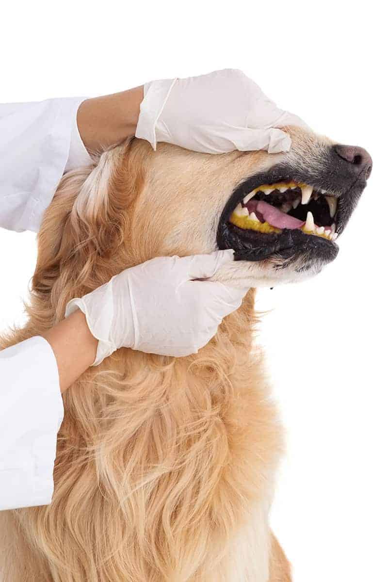 Objawy żółtaczki u psa