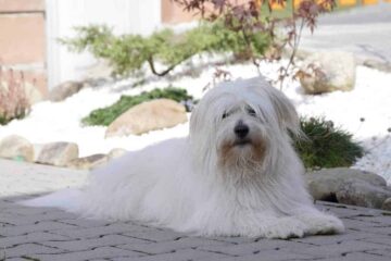 Coton de tulear