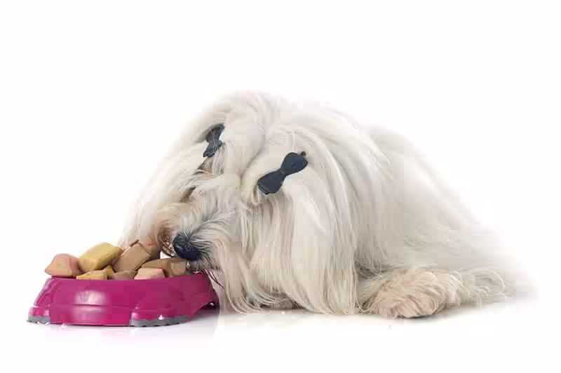 Coton de tulear choroby Coton de tulear choroby