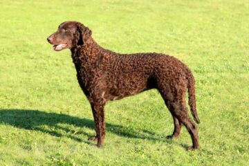 Curly coated retriever
