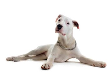 Dog argentyński