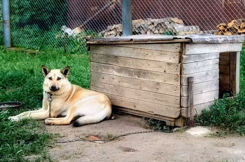 Dlaczego psy na łańcuchu gryzą i szczekają?