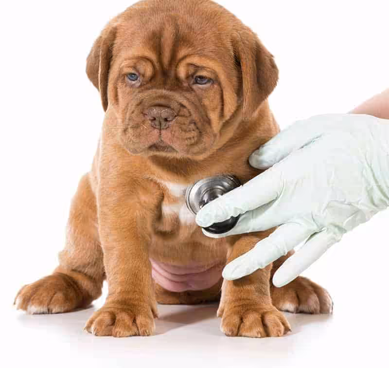 Dogue de bordeaux choroby