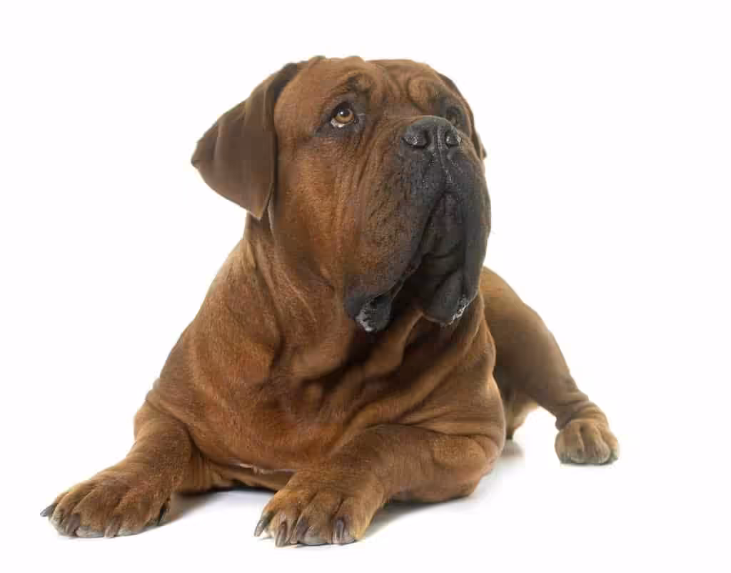 Dogue de bordeaux